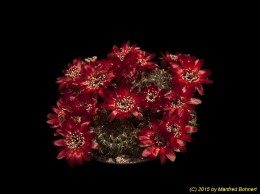 Sulcorebutia tarijensis ssp. tarijensis HS200 2025